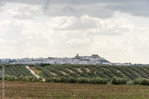 views of farmland in montilla, cordoba, spain.