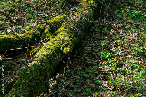 A log overgrown with green moss lies on the ground in a spring forest. Nature background