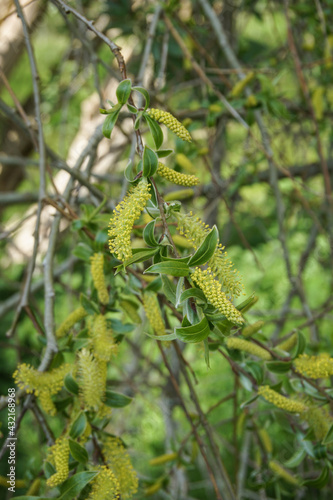 Willow in flower, catkins