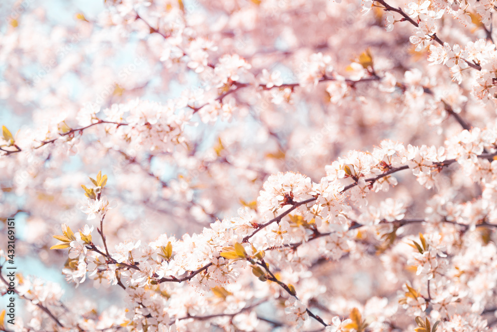 Pink cherry blossom sakura in spring time against blue sky. Nature background. Soft focus Pink cherry blossom sakura in spring time against blue sky. Nature background. Soft focus