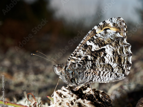 Close up of a camouflaged butterfly