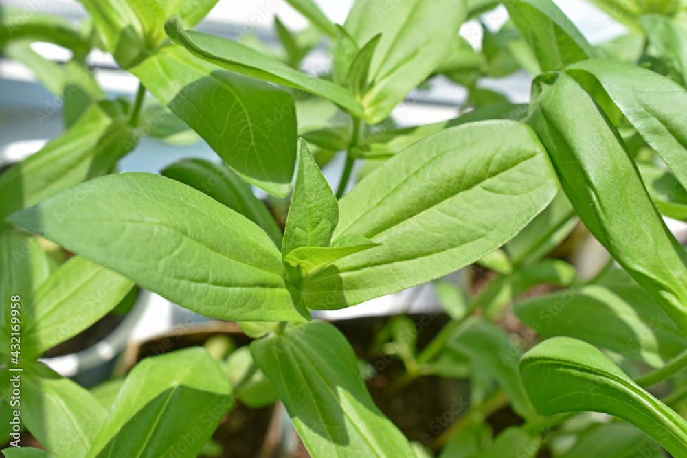 Green bright seedlings of flowers in pots in spring Green bright seedlings of flowers in pots in spring