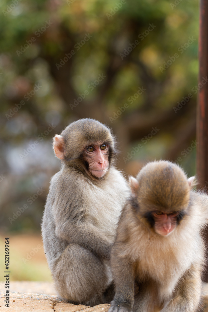 Japanese macaque in Arashiyama, Kyoto. Little monkeys are playing. Japanese macaque in Arashiyama, Kyoto. Little monkeys are playing.