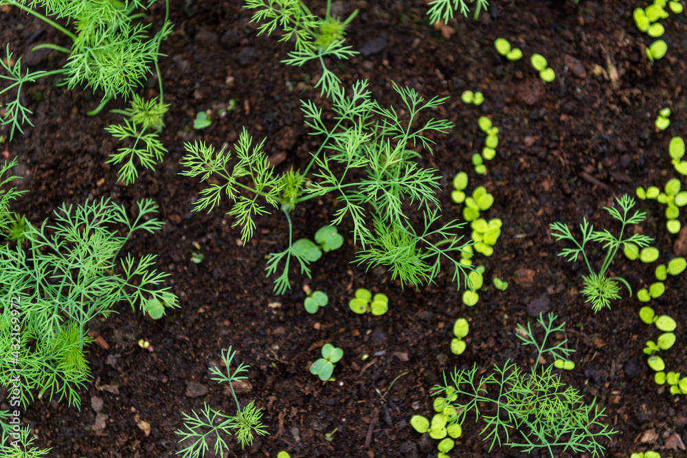 Obraz premium growing parsley leaves in the ground, garden