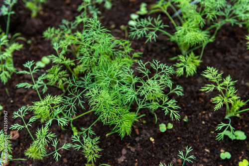 growing parsley leaves in the ground, garden