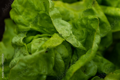 natural green lettuce leaves to eat