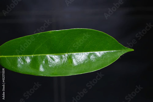 the leaves of the jackfruit tree