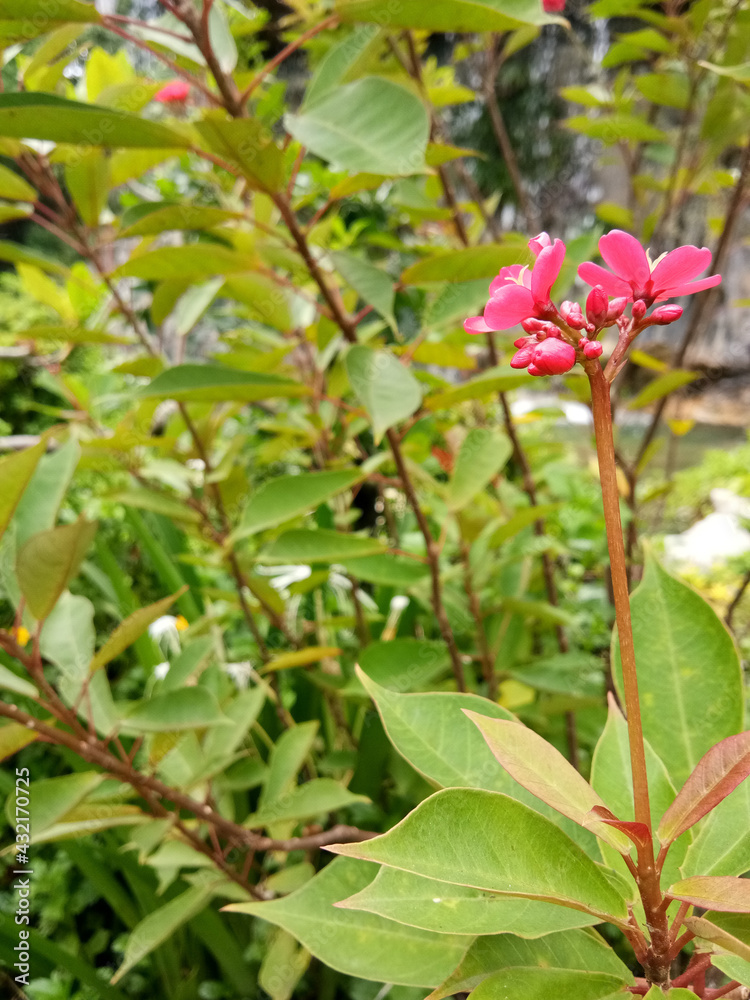 Beautiful red flowers in the garden (Jatropha integerrima Jacq)