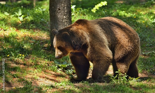 The Grizzly bear is north American brown bear. Grizzly on natural habitat  forest and meadow at sunrise. 