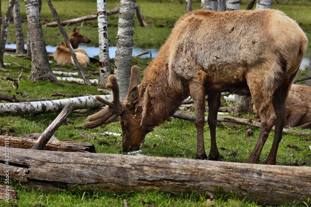 Fototapeta premium The deer,also known as the wapiti, is one of the largest species within the deer family, Cervidae, and one of the largest terrestrial mammals in North America, as well as Central and East Asia. 