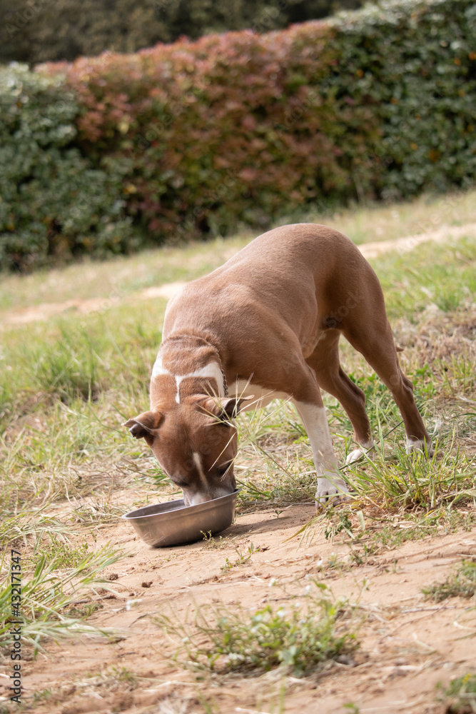 americain staffordshire terrier et sa gamelle americain staffordshire terrier et sa gamelle