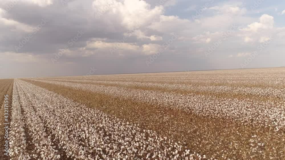 Agribusiness - Beautiful aerial image of cotton crops, cotton cultivation with beautiful sunset in the background, feather, cotton fiber, - Agriculture Agribusiness - Beautiful aerial image of cotton crops, cotton cultivation with beautiful sunset in the background, feather, cotton fiber, - Agriculture