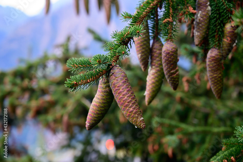 Obraz na plátně Evergreen fir tree with cones and French Alps mountains on background