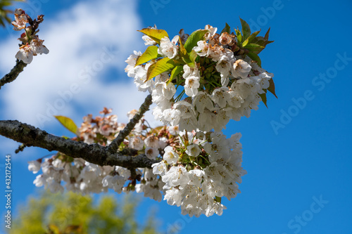 Spring white blossoms of sweert cherry trees on fruit orchards in Zeeland, Netherlands photo