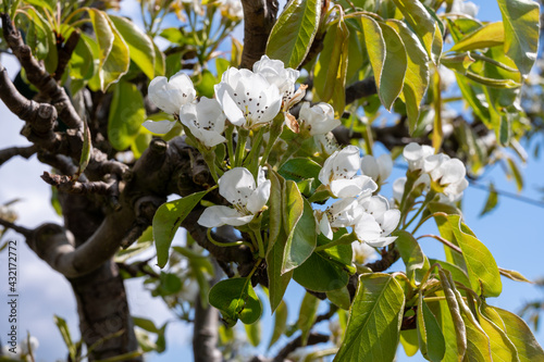 Spring white blossoms of pear trees on fruit orchards in Zeeland, Netherlands