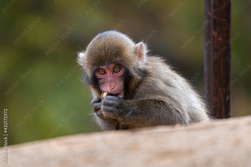 Fototapeta premium Japanese baby macaque in Arashiyama, Kyoto.