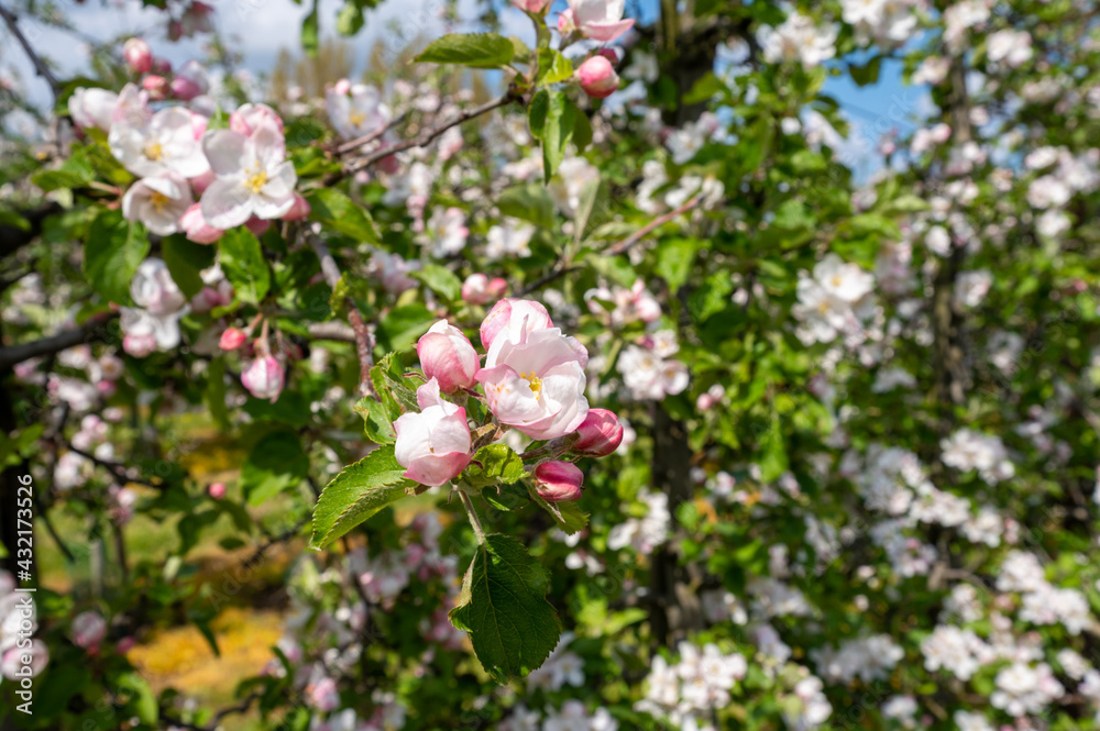 Spring pink blossom of apple trees on fruit orchards in Zeeland, Netherlands Spring pink blossom of apple trees on fruit orchards in Zeeland, Netherlands