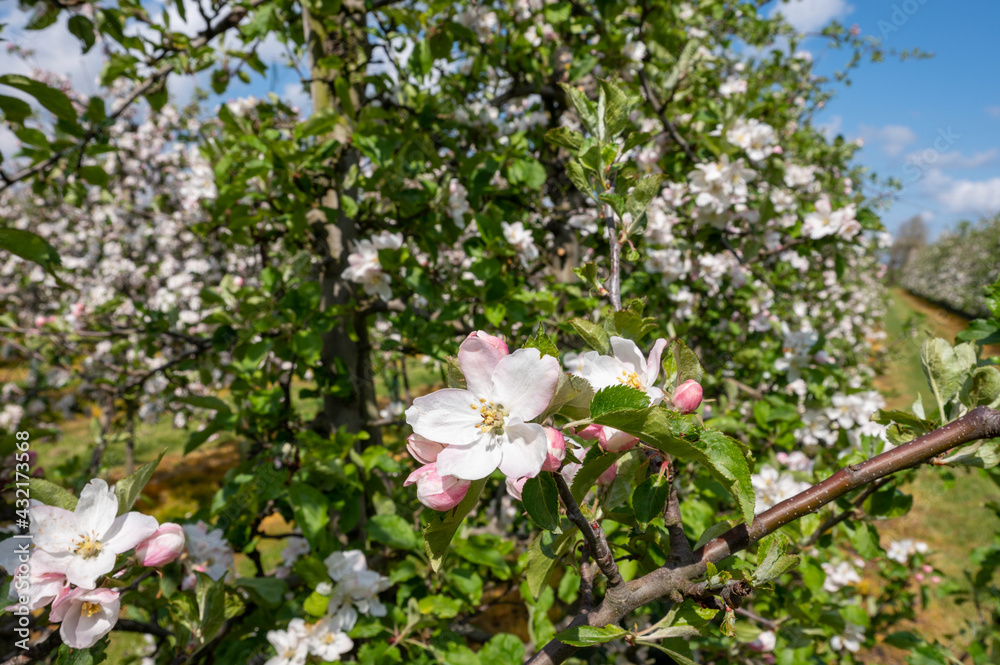 Spring pink blossom of apple trees on fruit orchards in Zeeland, Netherlands Spring pink blossom of apple trees on fruit orchards in Zeeland, Netherlands