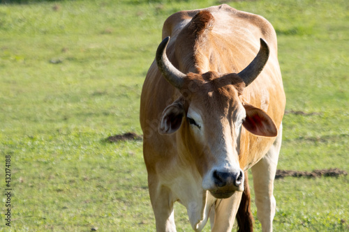 A large cow, a lot of meat standing in the farm Agricultural lawn area cattle at Thailand