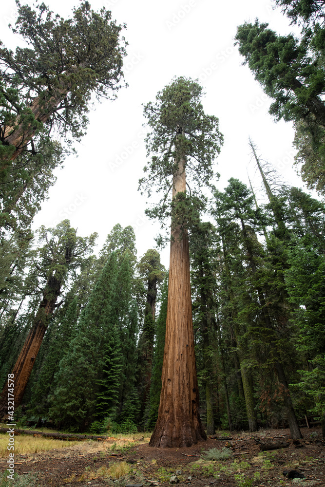 Fototapeta premium Sequoia trees