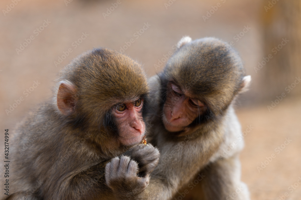 Japanese macaque in Arashiyama, Kyoto. Little monkeys are playing. Japanese macaque in Arashiyama, Kyoto. Little monkeys are playing.