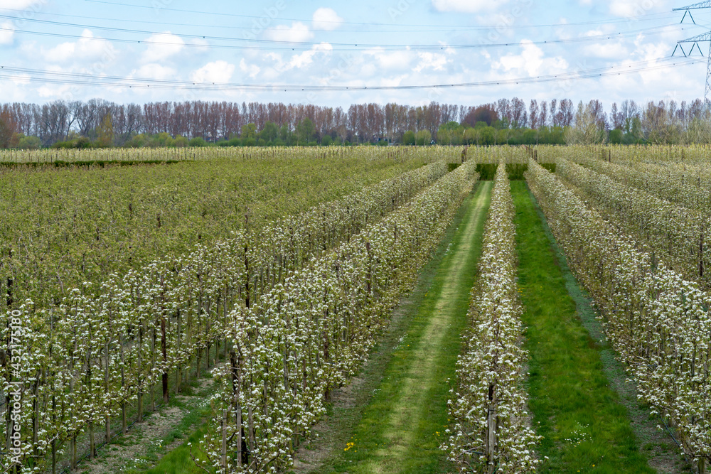 Spring white blossoms of pear trees on fruit orchards in Zeeland, Netherlands