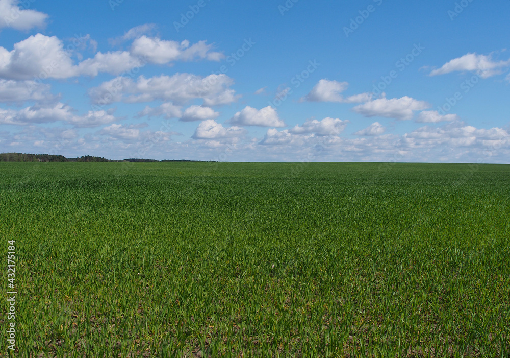 An infinite field of green grass to the horizon and a blue sky with clouds