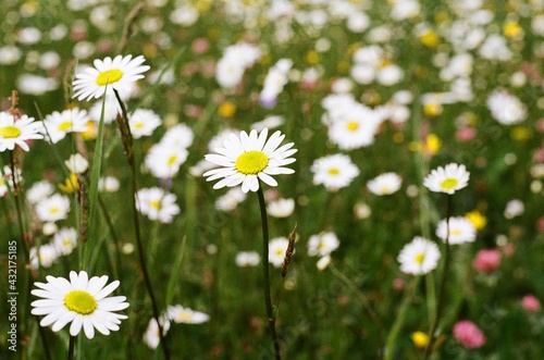 field of daisies