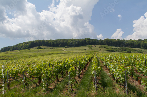 Bilde på lerret vignoble champenois