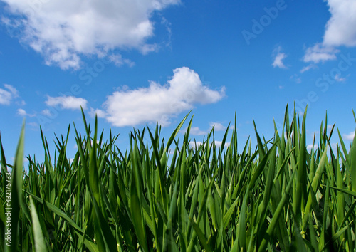 Bright blue sky with clouds and juicy spring grass