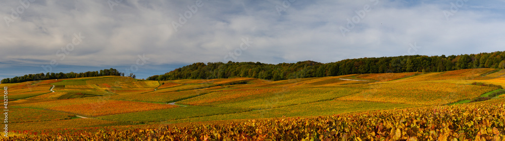 vignoble vignoble