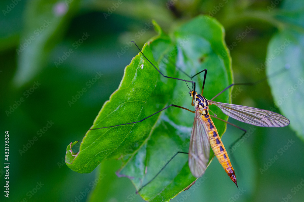 insecte insecte