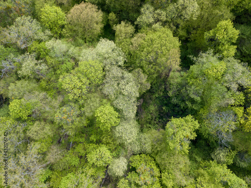 Green trees in deciduous forest in early spring. Aerial drone view.