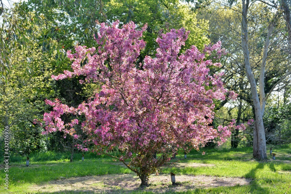 Beautiful flowers in a garden of Brittany. France Beautiful flowers in a garden of Brittany. France