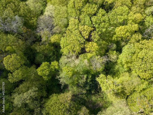 Green trees in deciduous forest in early spring. Aerial drone view. © Sergey