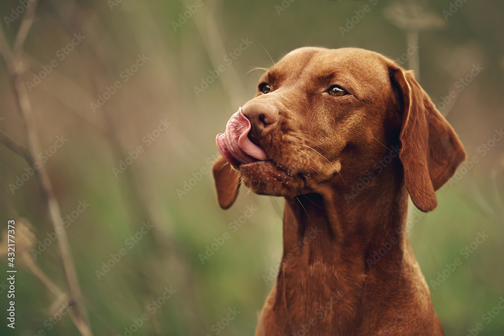 Hungarian Vizsla dog runs on a green meadow