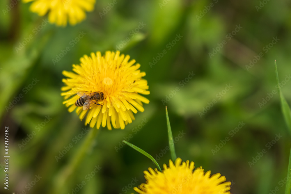 A bee that collects dandelion nectar. A bee that collects dandelion nectar.