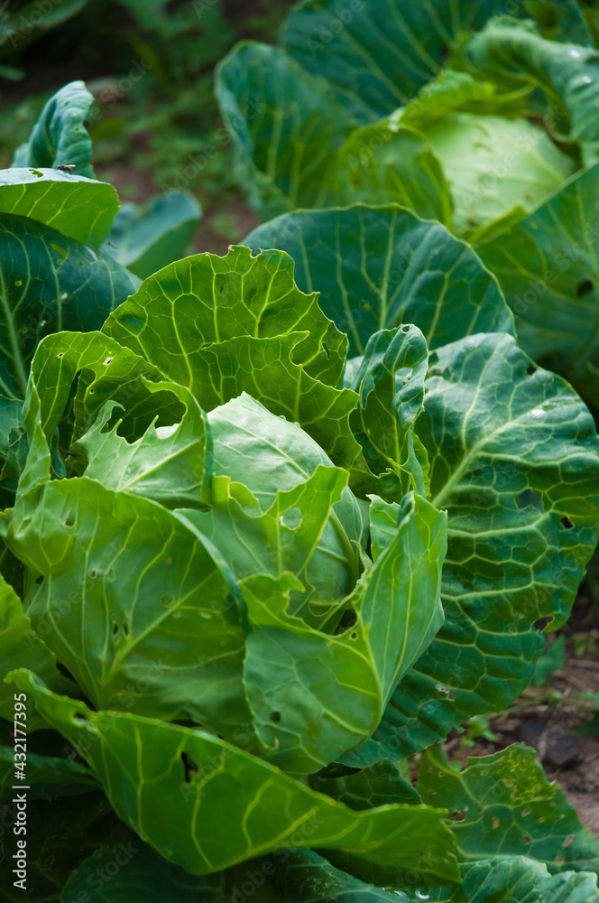 cabbage in the garden. concept: the harvest cabbage in the garden. concept: the harvest