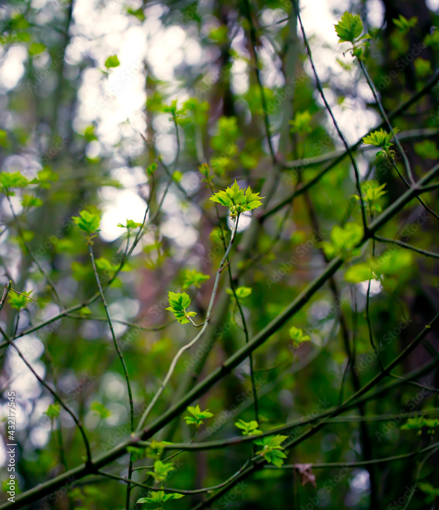 Obraz premium Young Spring Leaves. Nature Spring and Summer background.