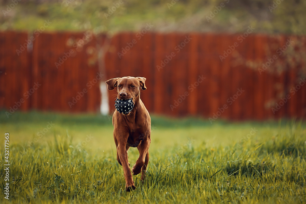 Hungarian Vizsla dog runs on a green meadow Hungarian Vizsla dog runs on a green meadow