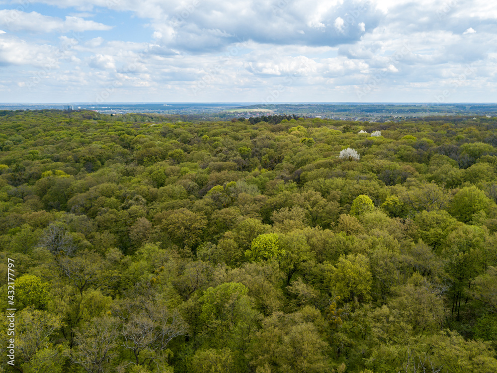 Green trees in deciduous forest in early spring. Aerial drone view.