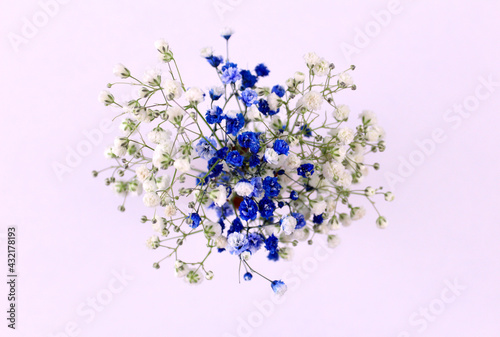 Blue and white gypsophila flowers