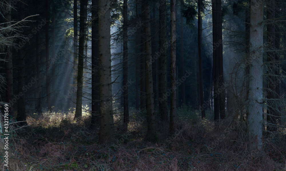 Fototapeta premium Königsforst in Köln im Gegenlicht