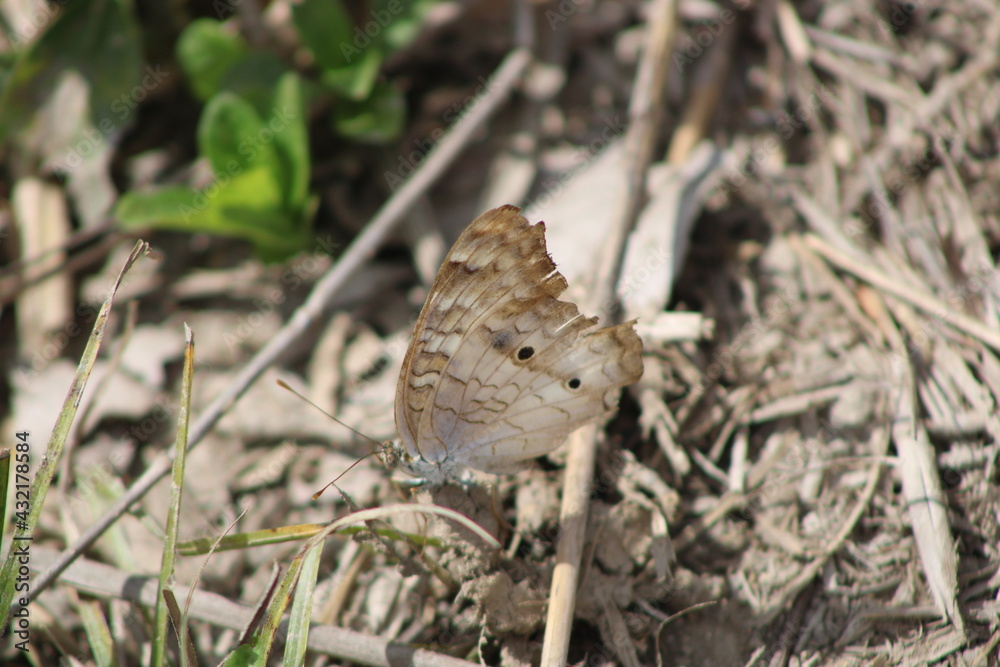 Fototapeta premium Brown butterfly 