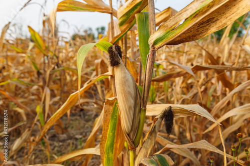 Ears of corn forage in the corn field photo