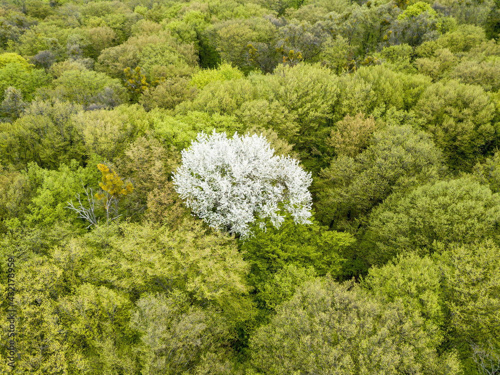 White blooming apple tree among the green forest in early spring. Aerial drone view. White blooming apple tree among the green forest in early spring. Aerial drone view.