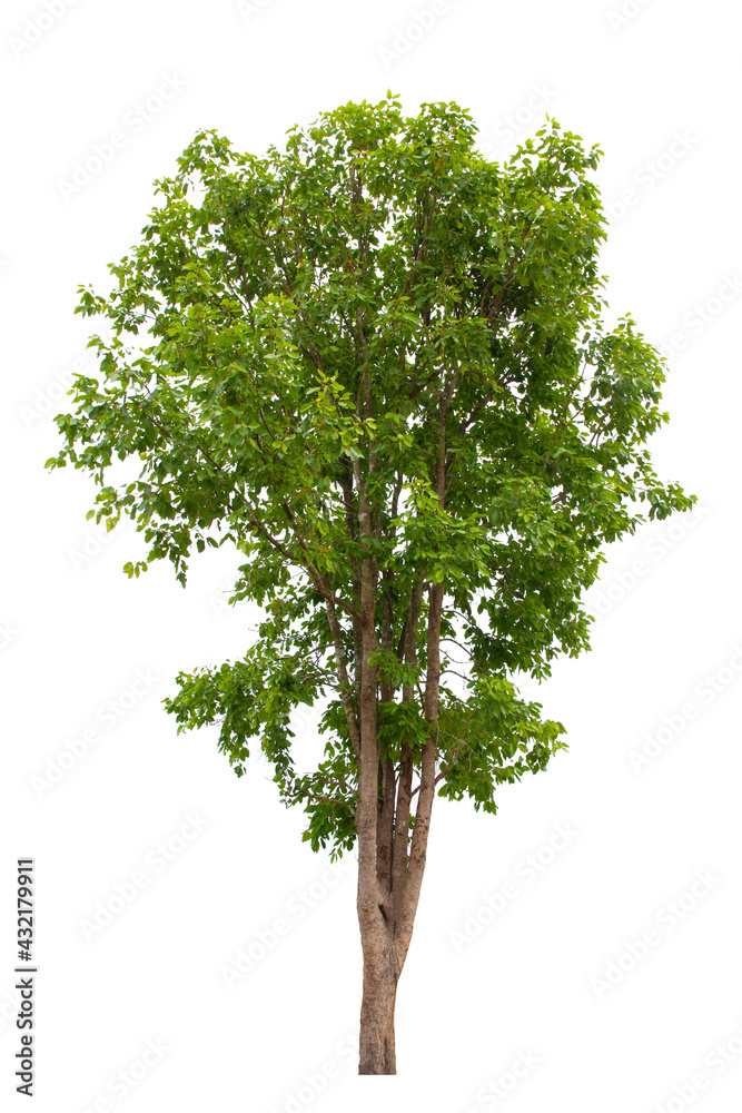 Obraz premium Tree isolate on white background
