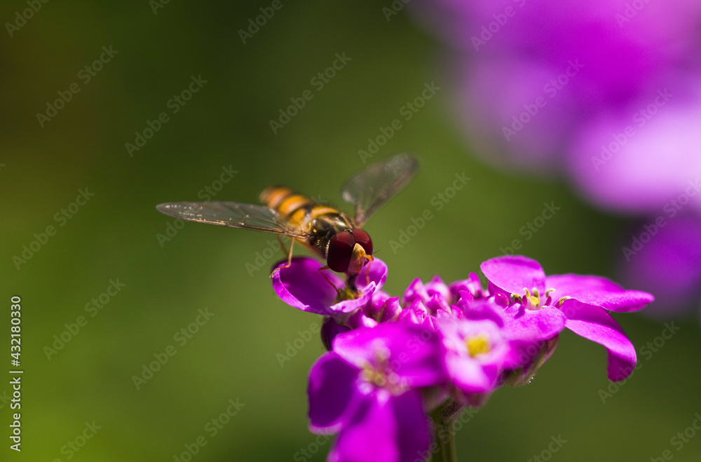 Fototapeta premium nahaufnahme schwebfliege auf einer lila blüte