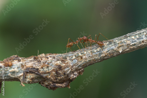 colony of ants in working weaver ant