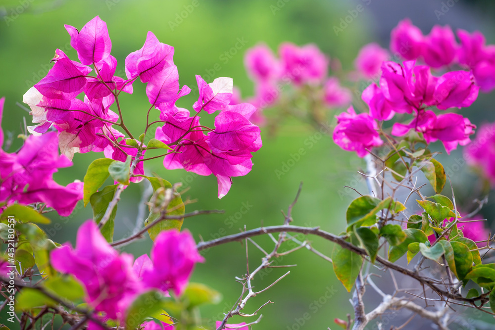 Obraz premium Lesser Bougainvillea flower in the park